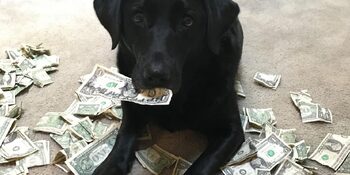 dog with money